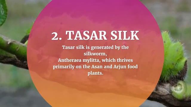 5 MAJOR SILK TYPES FOUND IN INDIA | SERICULTURE | SILKWORMS | MULBERRY | TASAR | ERI | MUGA SILK смотреть онлайн