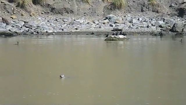 Harbor Seals, Goat Rock Beach, Sonoma Coast State Park смотреть онлайн