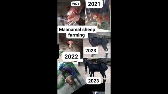 M FARMING ODISHA #viralvideo #sheepfarming #balangir @MFARMINGODISHA @mantuputel4959 смотреть онлайн