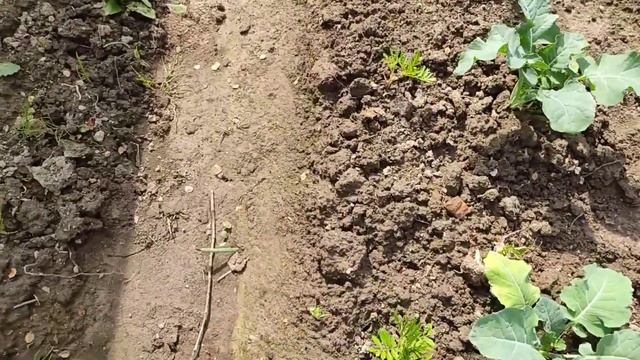 Садовая зарисовка. 9 июня 2023 года. И всё-таки чубушник ( смотреть онлайн