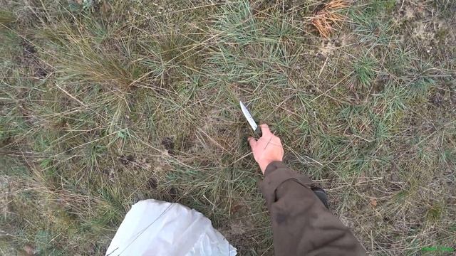 Маслята в октябре