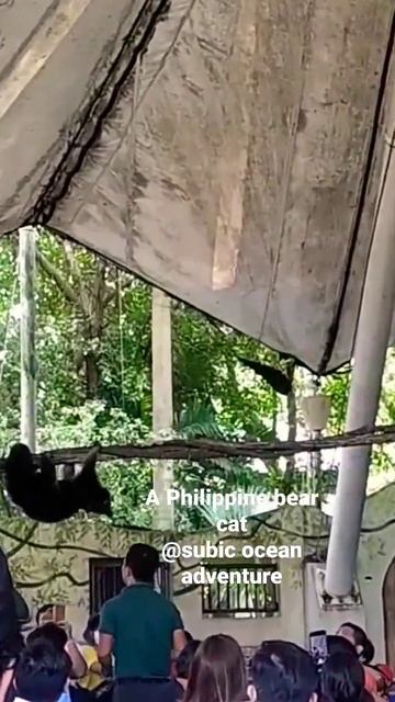 Meet binturong the bear Cat of the PH♥️ смотреть онлайн
