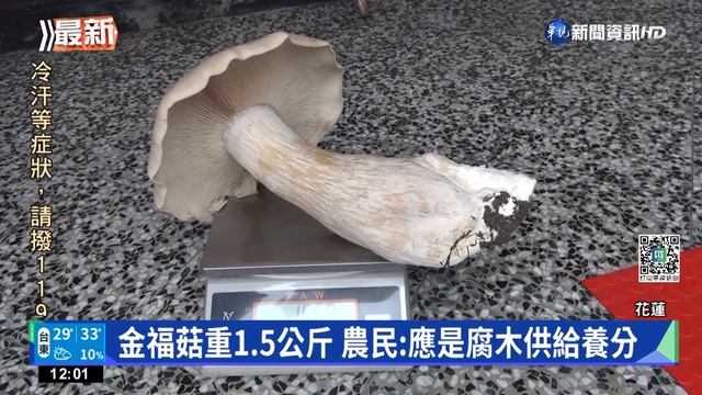 雨後滋長! 巨大金福菇 單朵重達1.5公斤｜華視新聞 20220529 смотреть онлайн