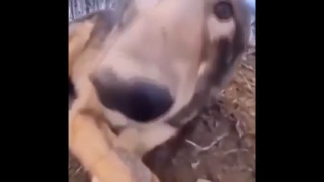 Wolf Boop Terraria смотреть онлайн