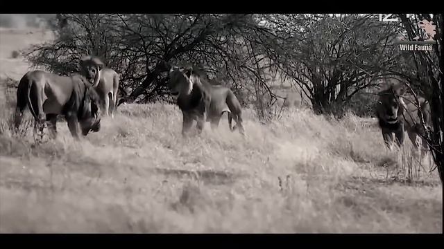 Tenca - Лев (Фан клип) смотреть онлайн