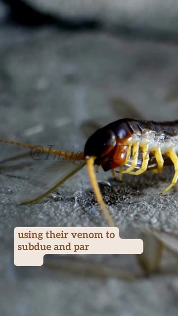 The Wondrous World of Centipedes: A Fun and Educational Facts #shorts смотреть онлайн