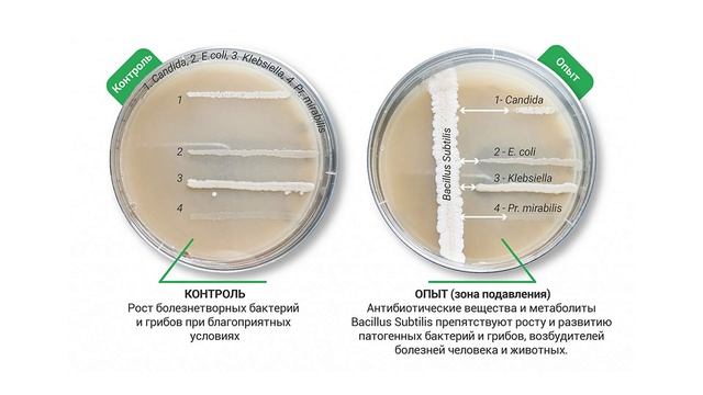 Защита растений в дождливую погоду смотреть онлайн