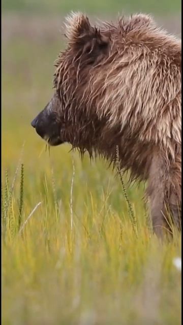 Hungry grizzly bear eating in grassy field смотреть онлайн