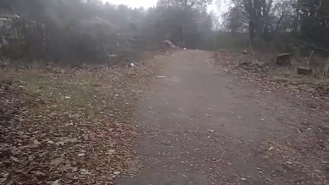 Как найти вешенки в осеннем лесу