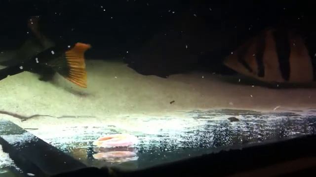 Potamotrygon Black Diamond feeding смотреть онлайн