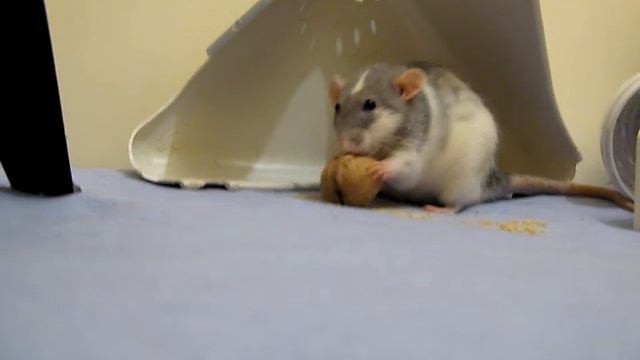 Гризли от МШ Щуня и Щаня смотреть онлайн