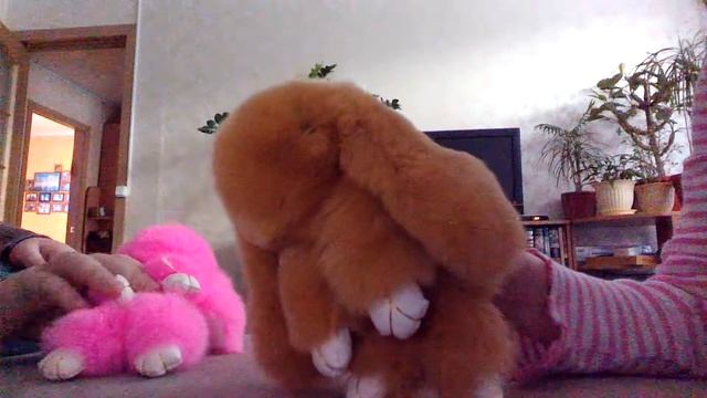 Серия про кроликов первое видео