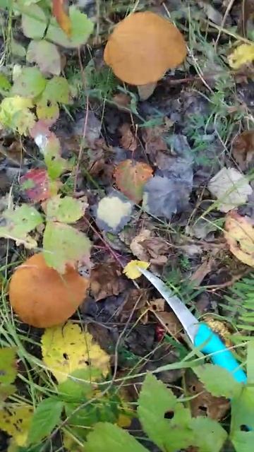 Просто красивые грибы!!!