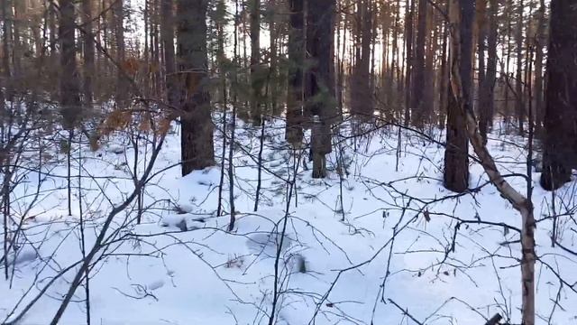 Ориентирование по природным признакам. Что не так? смотреть онлайн