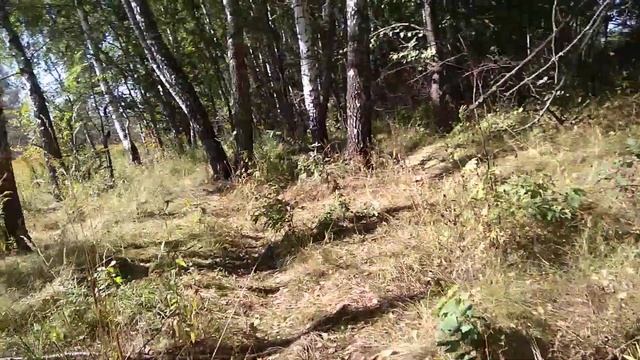 Березовая посадка. Опять без грибов? смотреть онлайн