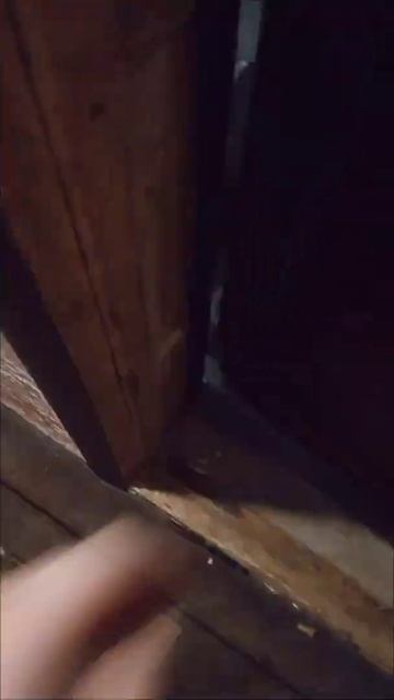 Кот пришёл домой самостоятельно смотреть онлайн