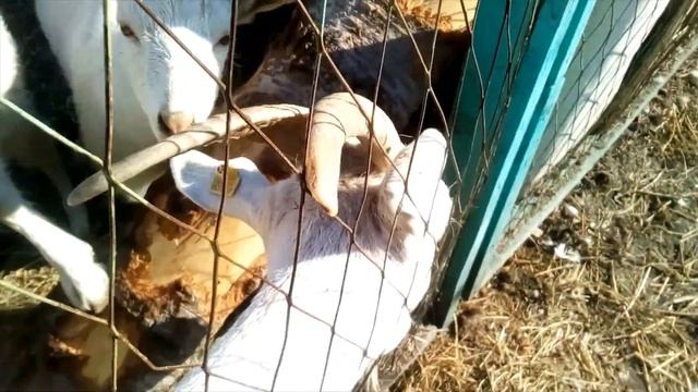 Встретили Красулю из спаса Сельский день смотреть онлайн