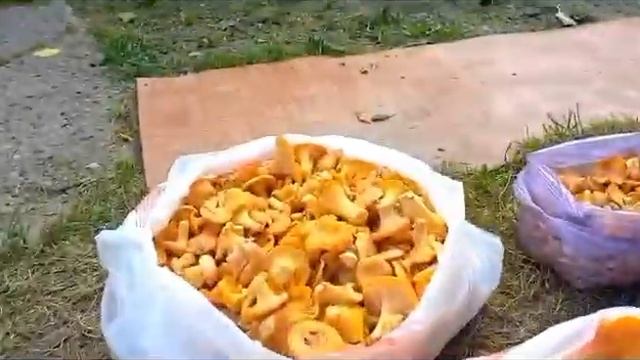 Набрали грибов, лето прекрасное время года... смотреть онлайн