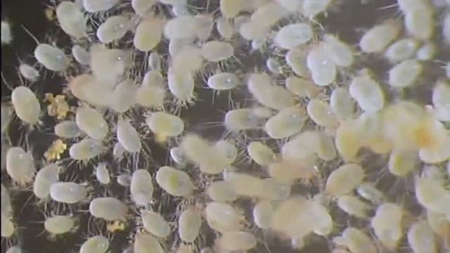 DESTRUCTOR смотреть онлайн