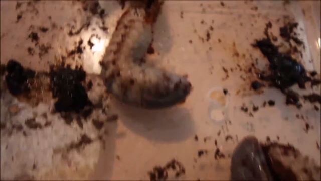 Megasoma nogueirai L3 смотреть онлайн