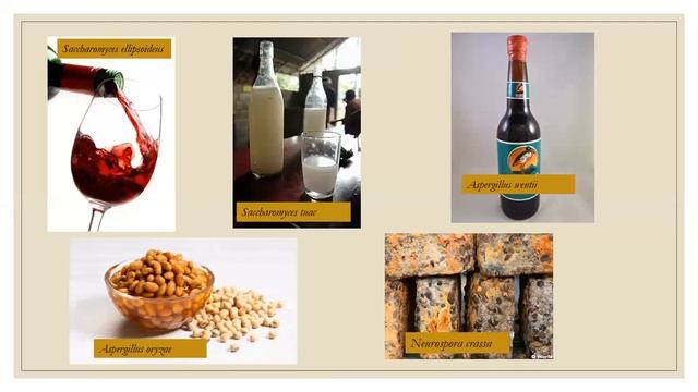 Biologi Kelas X - Peranan Fungsi || Seri Pembelajaran Daring смотреть онлайн