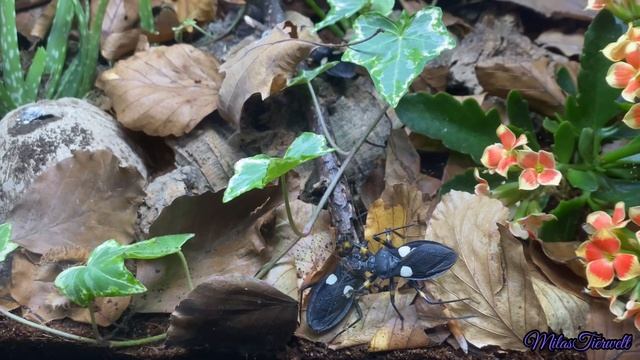 Neues Terrarium für meine Raubwanzen - Platymeris biguttatus смотреть онлайн