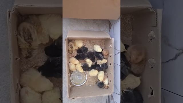 Мургоби бромадан фуруши хастай 