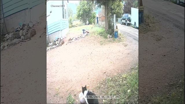 Momma deer and babies with pussy 😺 cat 2 смотреть онлайн