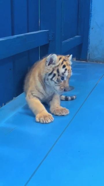 🐯🐯🐯WOW!!! adorable baby #tigercub #tiger #kitten #foryou #fpy #cute #kitty #zoo #adorable смотреть онлайн