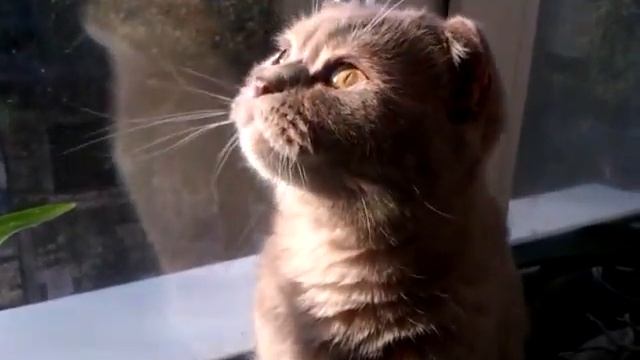 Милашка шотландская кошечка. смотреть онлайн