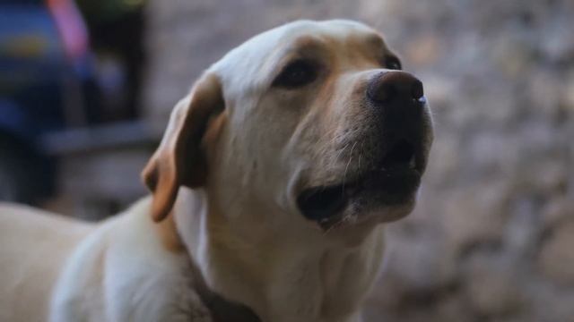 The Best Sniffing Dog Breeds You Need To Know смотреть онлайн