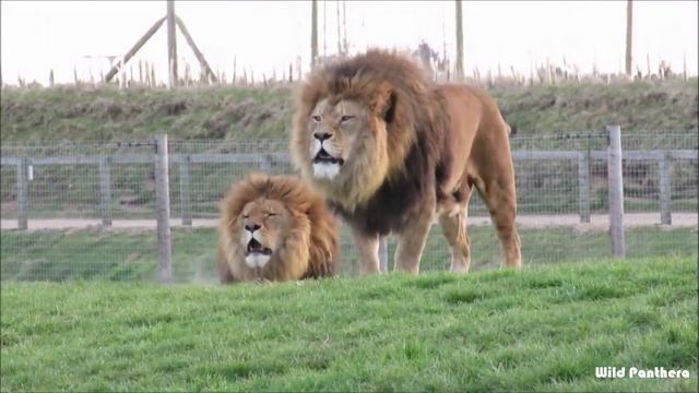 Tiger Roar VS Lion Roar - Tiger Roar VS Lion Roar Which is The Best смотреть онлайн