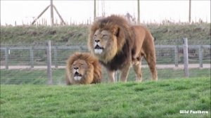 Tiger Roar VS Lion Roar - Tiger Roar VS Lion Roar Which is The Best