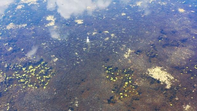 лебедь на пляже смотреть онлайн