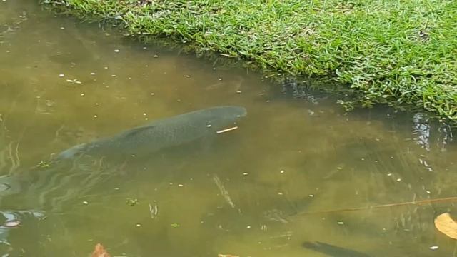 King fish. Рыба моей мечты.) смотреть онлайн