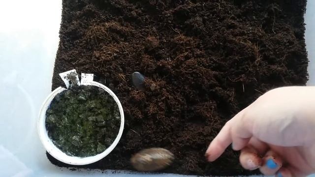 Cave roaches смотреть онлайн