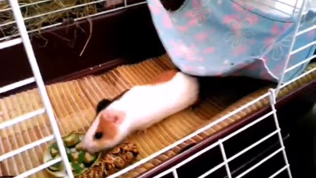 Целый месяц она уже с нами смотреть онлайн