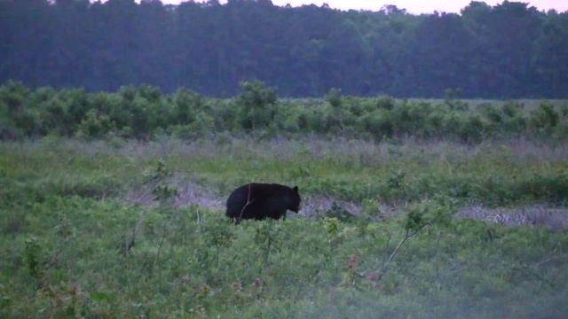 Black Bear at the Alligator River National Wildlife Refuge | Outer Banks Black Bear смотреть онлайн