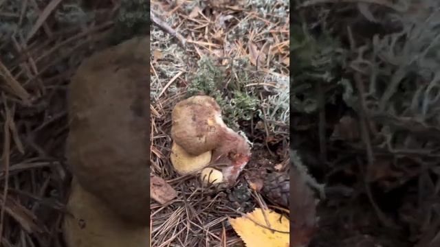 Боровики в 4к