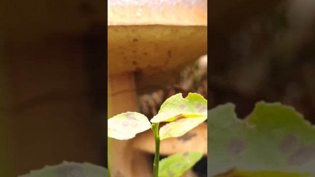 Это осень из грибов и...#mushroom #funghi #boletus #тренды #cepes #bregvadze #porcine #gribi #grzyb смотреть онлайн