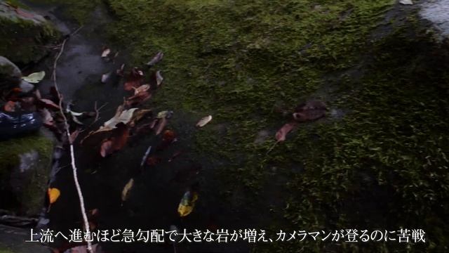 【TIMON 渓流】ヤマトイワナの棲む谷 / 下広太一、藤松弘一 смотреть онлайн
