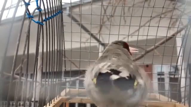 Пулгирак дар чоркух смотреть онлайн