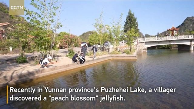 Rare 'peach blossom' freshwater jellyfish found in southwest China смотреть онлайн
