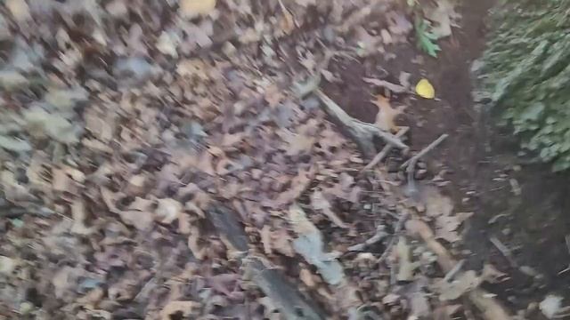 Violet cort mushroom, this summer's prettiest mushroom! смотреть онлайн