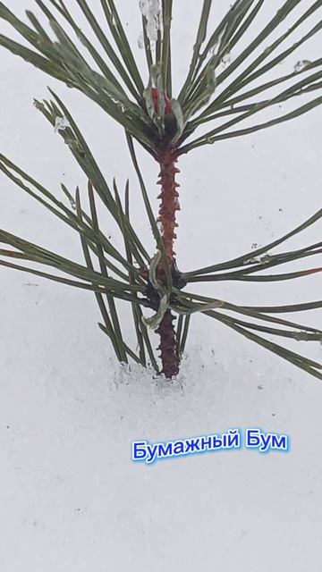 маленькая сосновая веточка