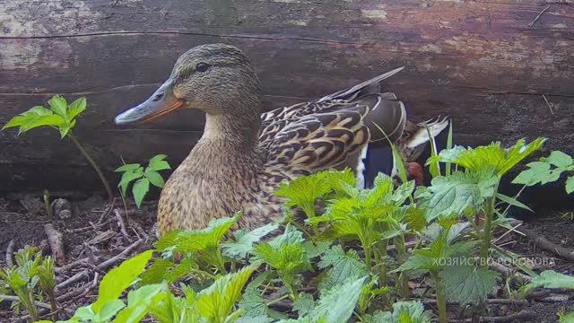 Поведение дикой утки на яйцекладке смотреть онлайн