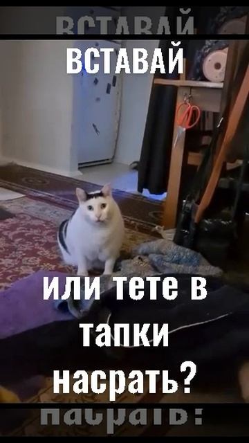 кот в воскресенье ‐ Made with Clipchamp смотреть онлайн