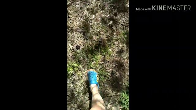 Влог:Поход в лес за грибами✨