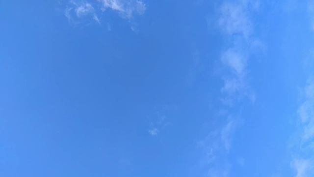 #кабутар #kabootar #голуби  Андижанские бойные голуби