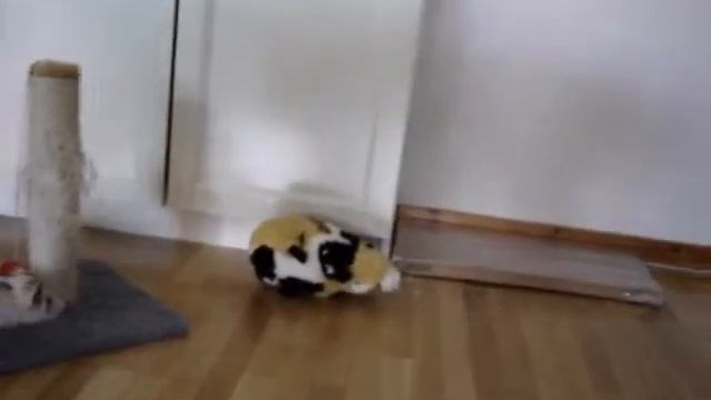 Taz leker смотреть онлайн